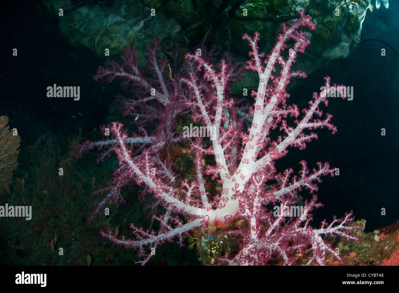 Dendronephthya grandi colonie di corallo molle gonfiare se stessi in modo che i loro polipi sono meglio in grado di catturare il plancton di drifting. Foto Stock
