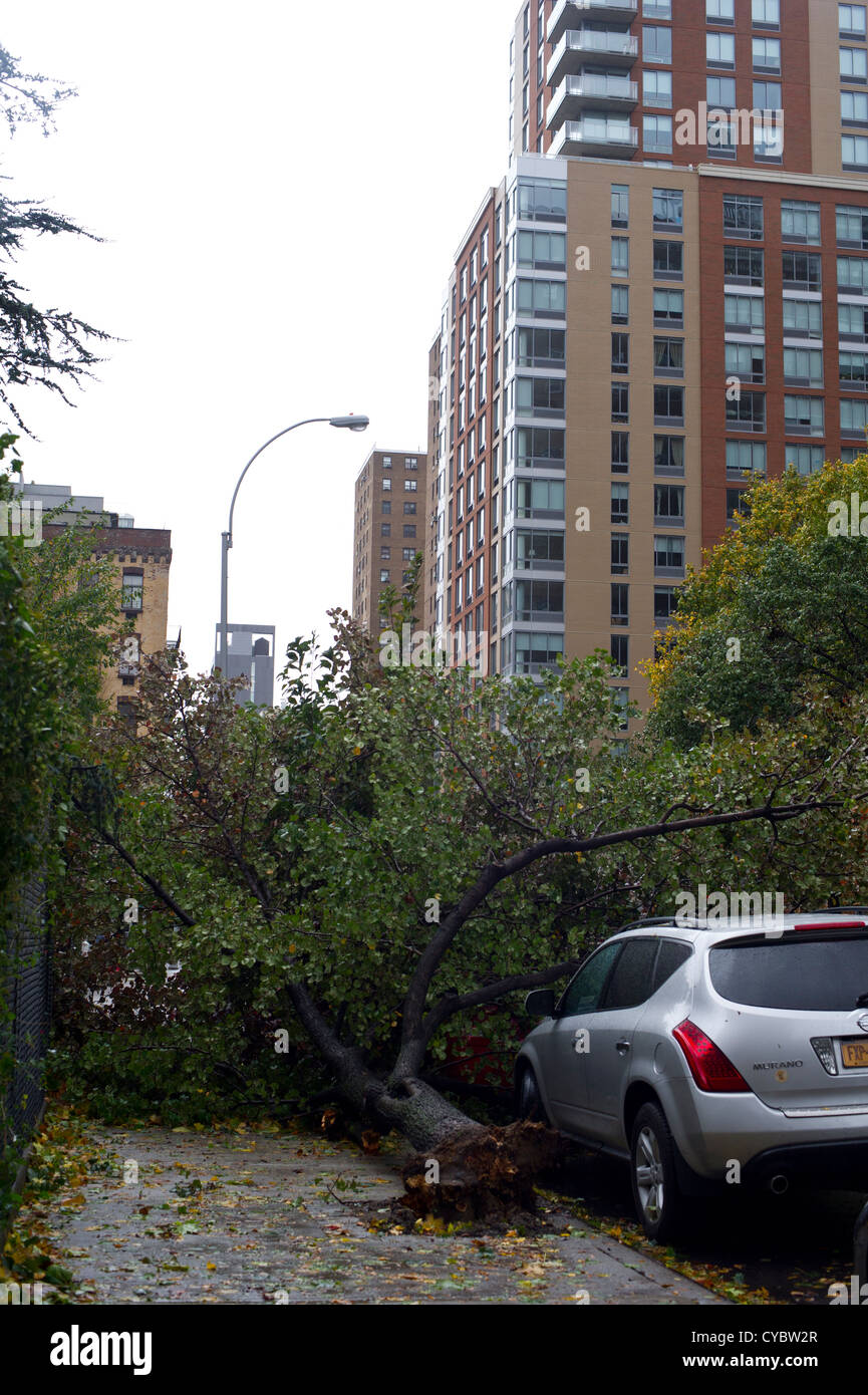 Un albero sradicato su di un auto a New York quartiere di Chelsea dai forti venti di uragano Sandy Foto Stock