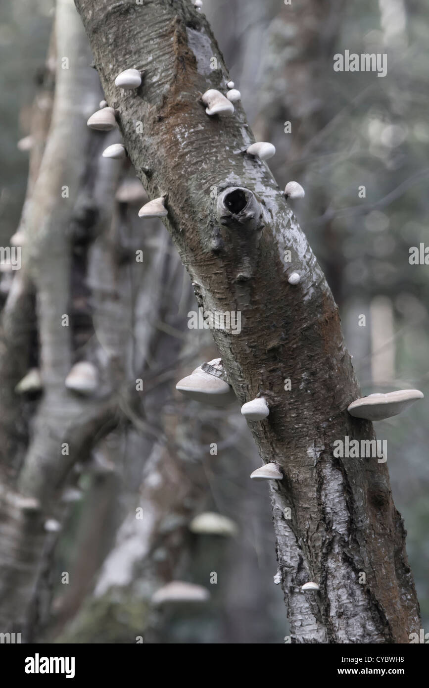 Argento legno di betulla con funghi. Surrey, Regno Unito. Foto Stock