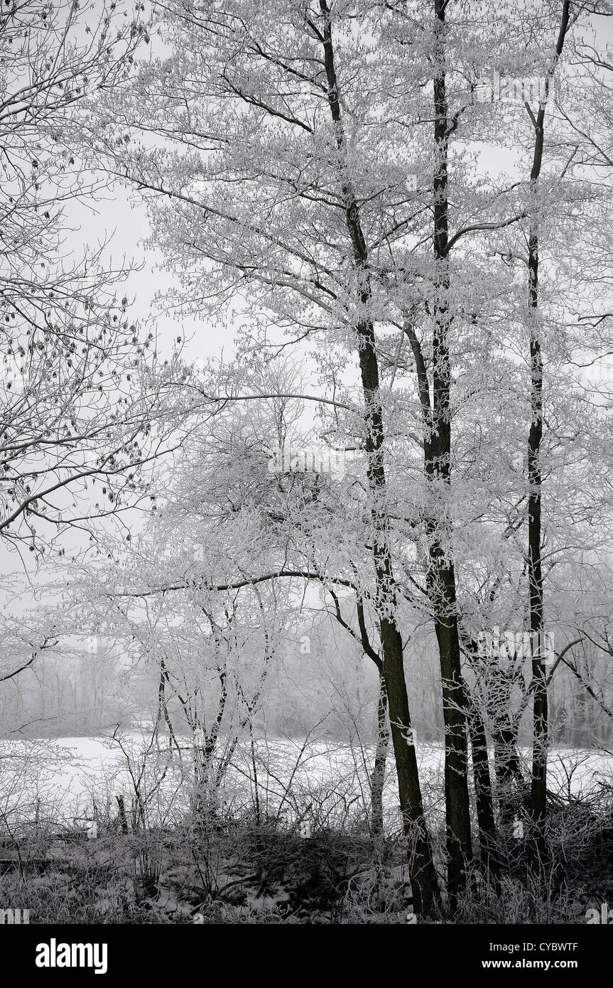 Gruppo di alberi in corrispondenza del bordo di una foresta coperta con trasformata per forte gradiente frost Foto Stock