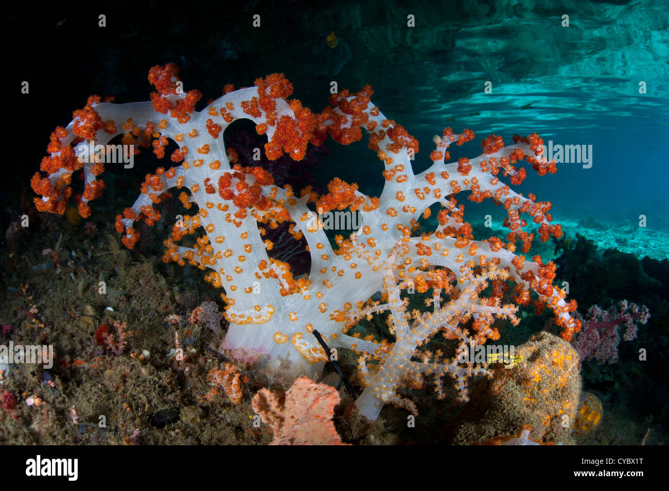 Un soft coral colonia, Dendronephthya sp., cresce in un canale stretto dove le correnti sweep regolarmente planctonici articoli alimentari. Foto Stock