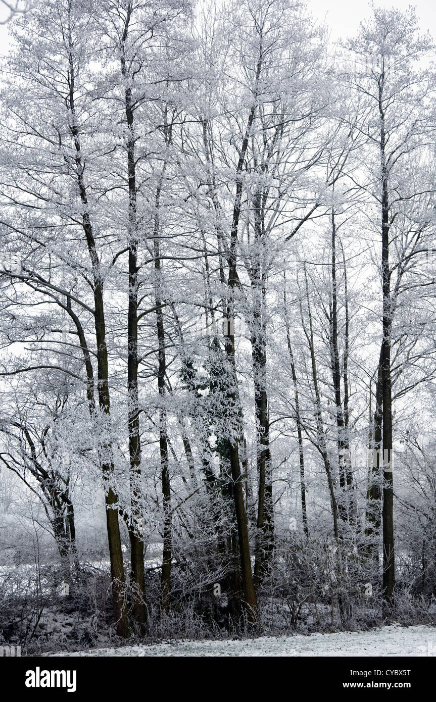 Gruppo di alberi coperti di trasformata per forte gradiente frost Foto Stock