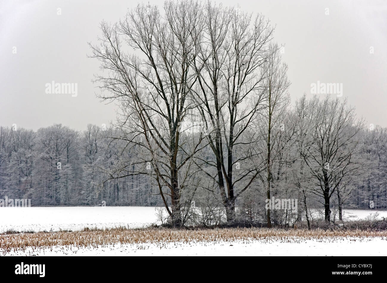 Gruppo di alberi coperti di trasformata per forte gradiente gelo su un campo nevoso in Muensterland (Renania settentrionale-Vestfalia (Germania) Foto Stock