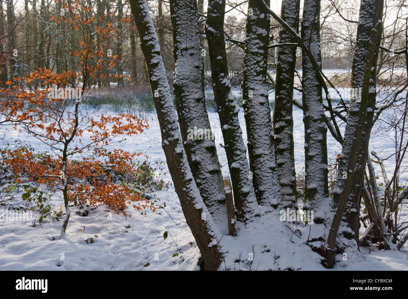 Coperte di neve tronchi di alberi Foto Stock
