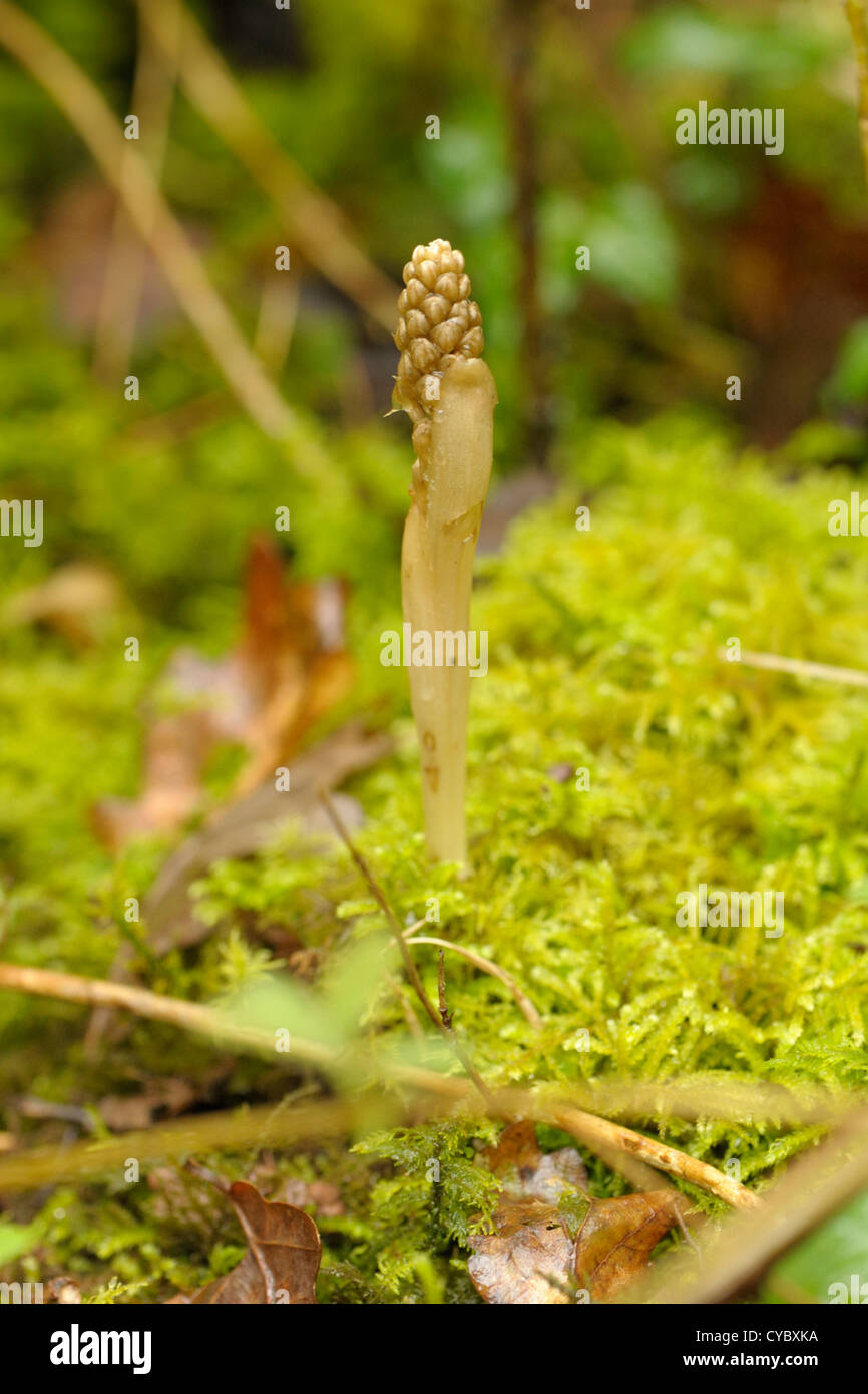 Bird's-nest Orchid, Neottia nidus-avis, giovani germogli Foto Stock