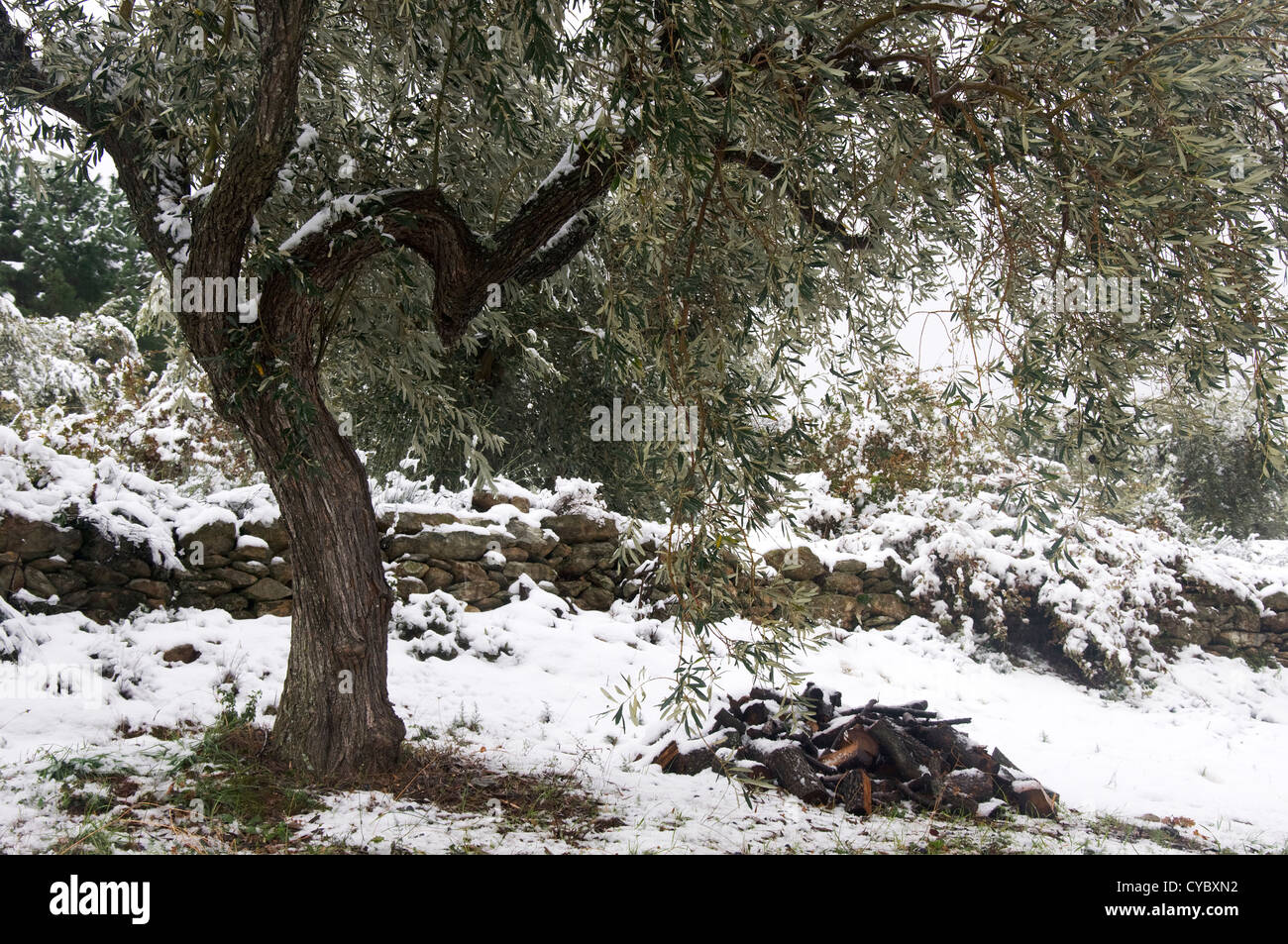 Snowy uliveto sulla penisola di Pelion (Tessaglia, Grecia) Foto Stock