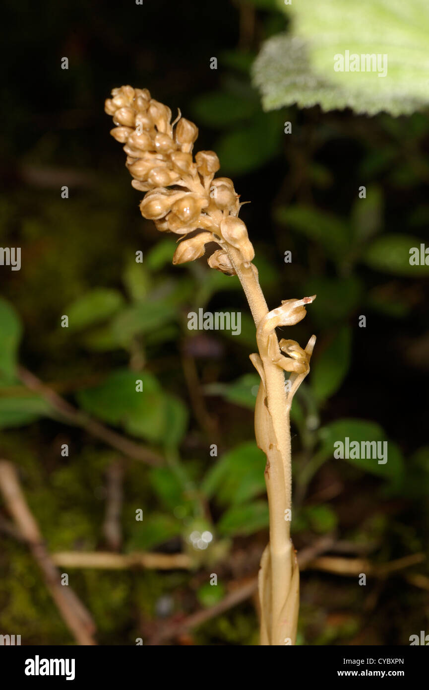 Bird's-nest Orchid, Neottia nidus-avis, giovani germogli Foto Stock