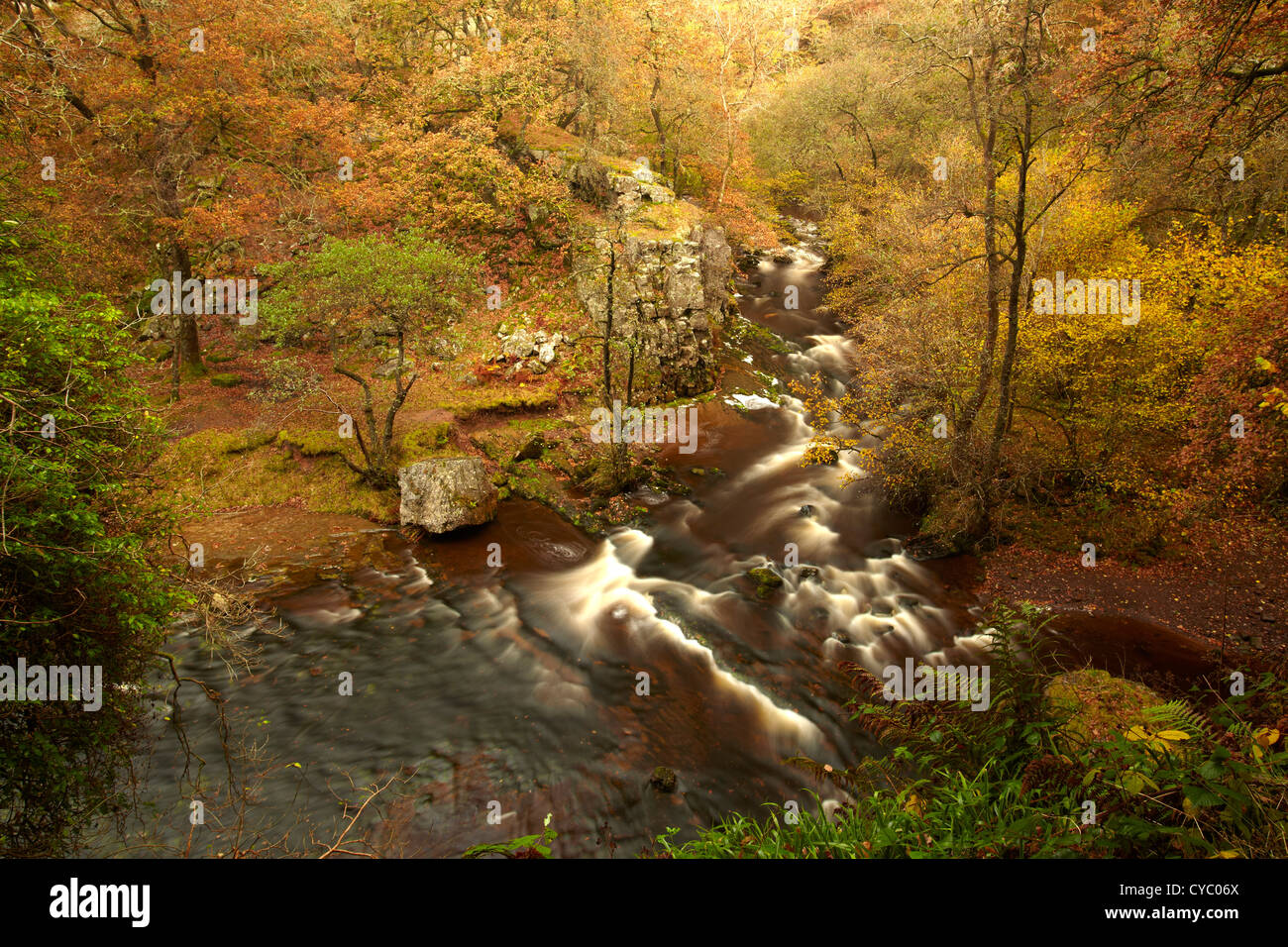 Il fiume Mellte fluente attraverso di latifoglie Bosco autunnale, vicino Ystradfellte, Brecon Beacons, POWYS, GALLES. Foto Stock