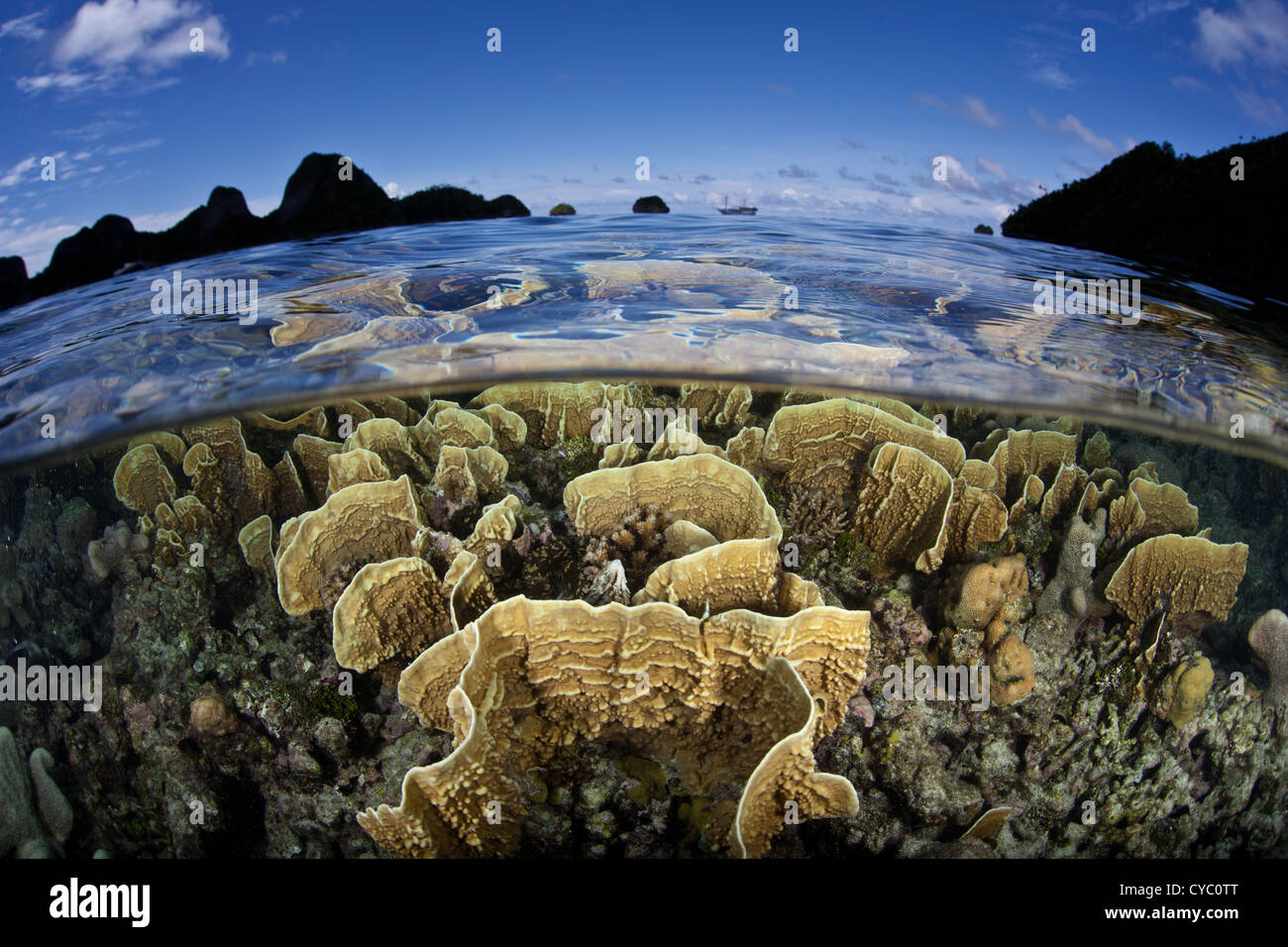 Un incendio di colonie di corallo, Millipora sp., cresce appena sotto la superficie di una tranquilla laguna a nord di Raja Ampat, Indonesia. Foto Stock