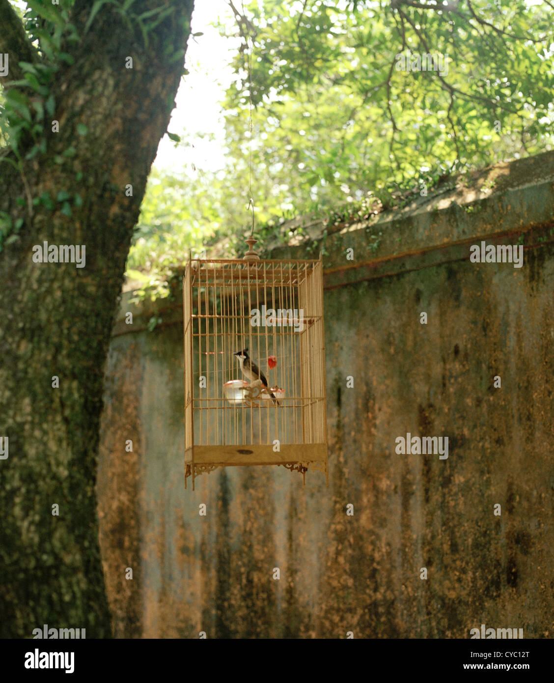 Fotografia di viaggio - Gabbia di uccelli in una scena di strada di Hue in Vietnam nel sud-est asiatico in Estremo Oriente. Quiete e serenità Foto Stock