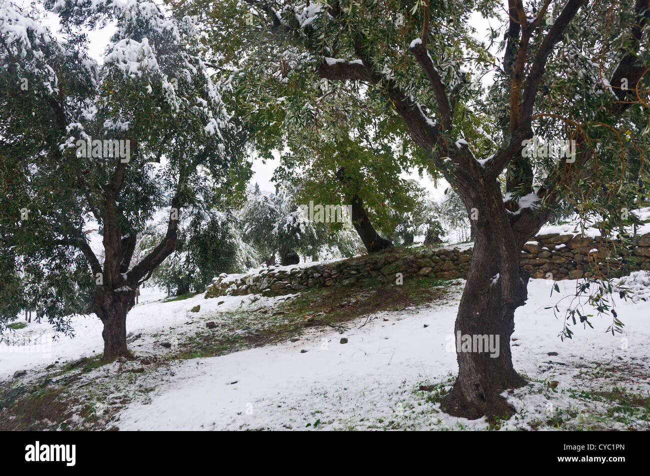 Coperte di neve oliveto (Pelion Peninsula, Tessaglia, Grecia) Foto Stock