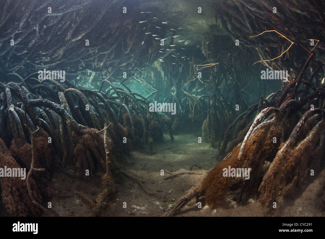Prop radici di mangrovia rossa alberi, Rhizophora sp., curva verso il basso al suolo morbido di una remota foresta di mangrovie a marea alta. Foto Stock