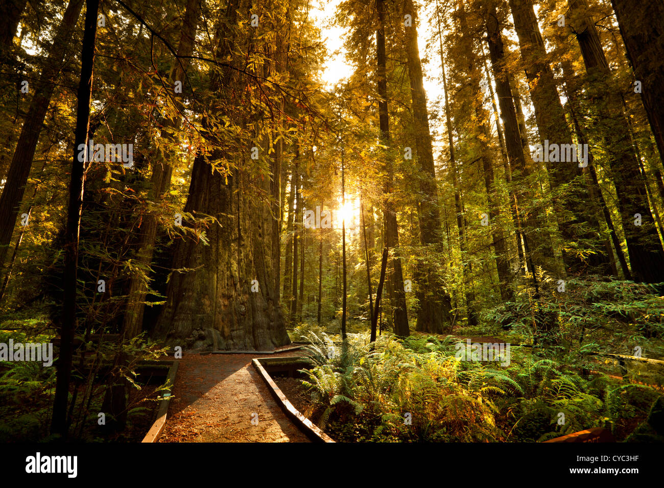 Alberi giganti e lussureggiante foresta in Humboldt Redwoods State Park California, Stati Uniti d'America Foto Stock