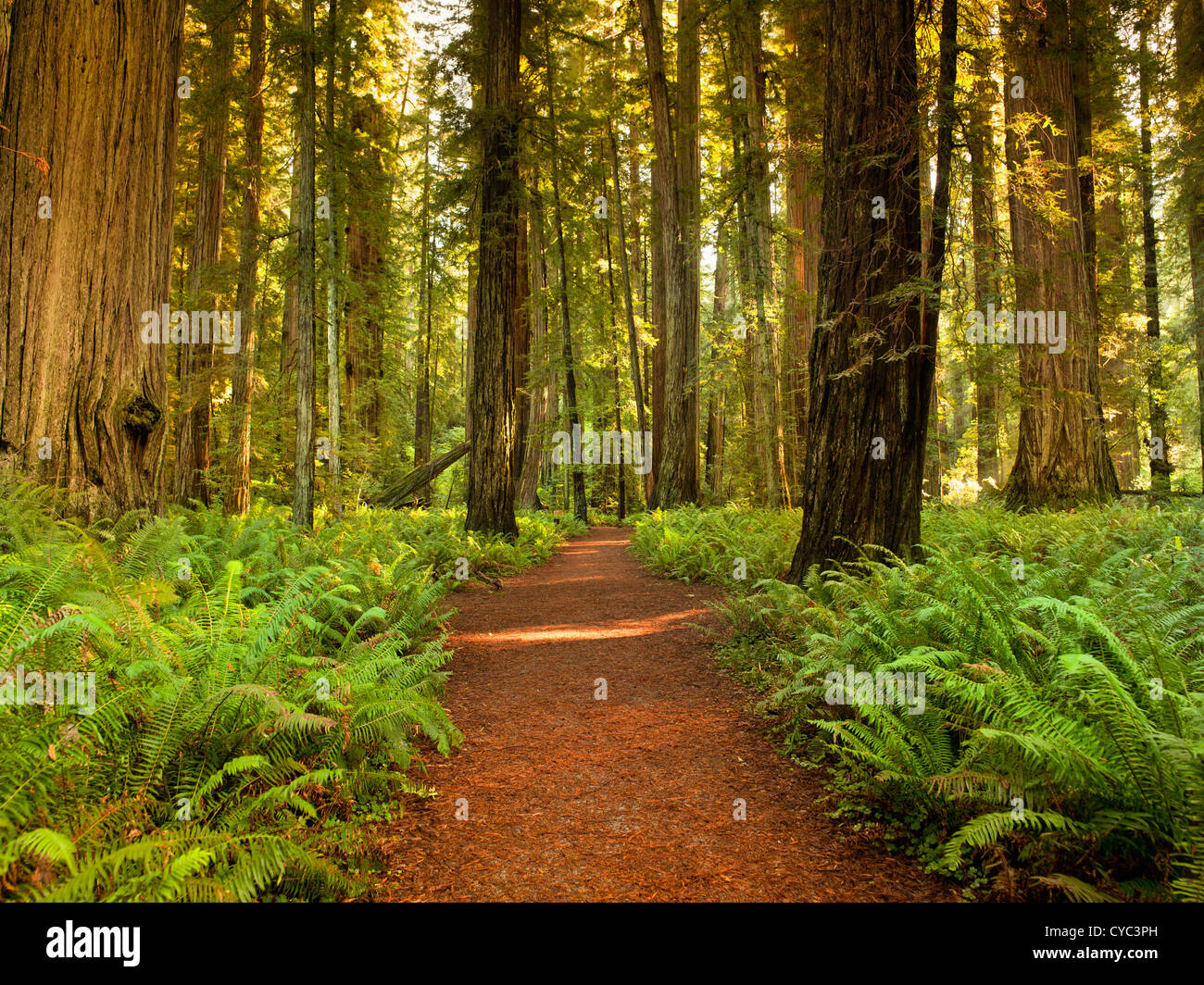 Alberi giganti e lussureggiante foresta in Humboldt Redwoods State Park California, Stati Uniti d'America Foto Stock