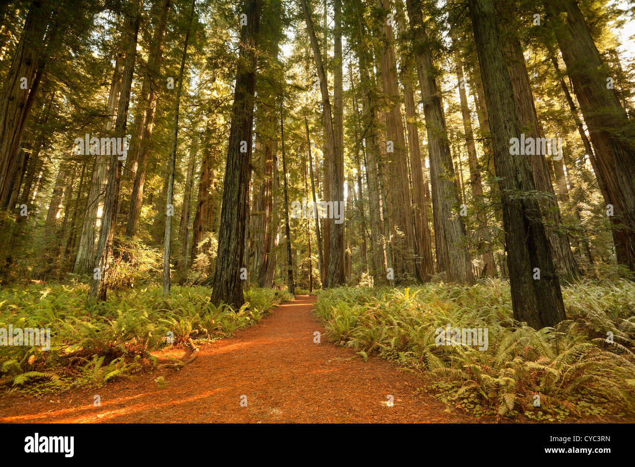 Alberi giganti e lussureggiante foresta in Humboldt Redwoods State Park California, Stati Uniti d'America Foto Stock