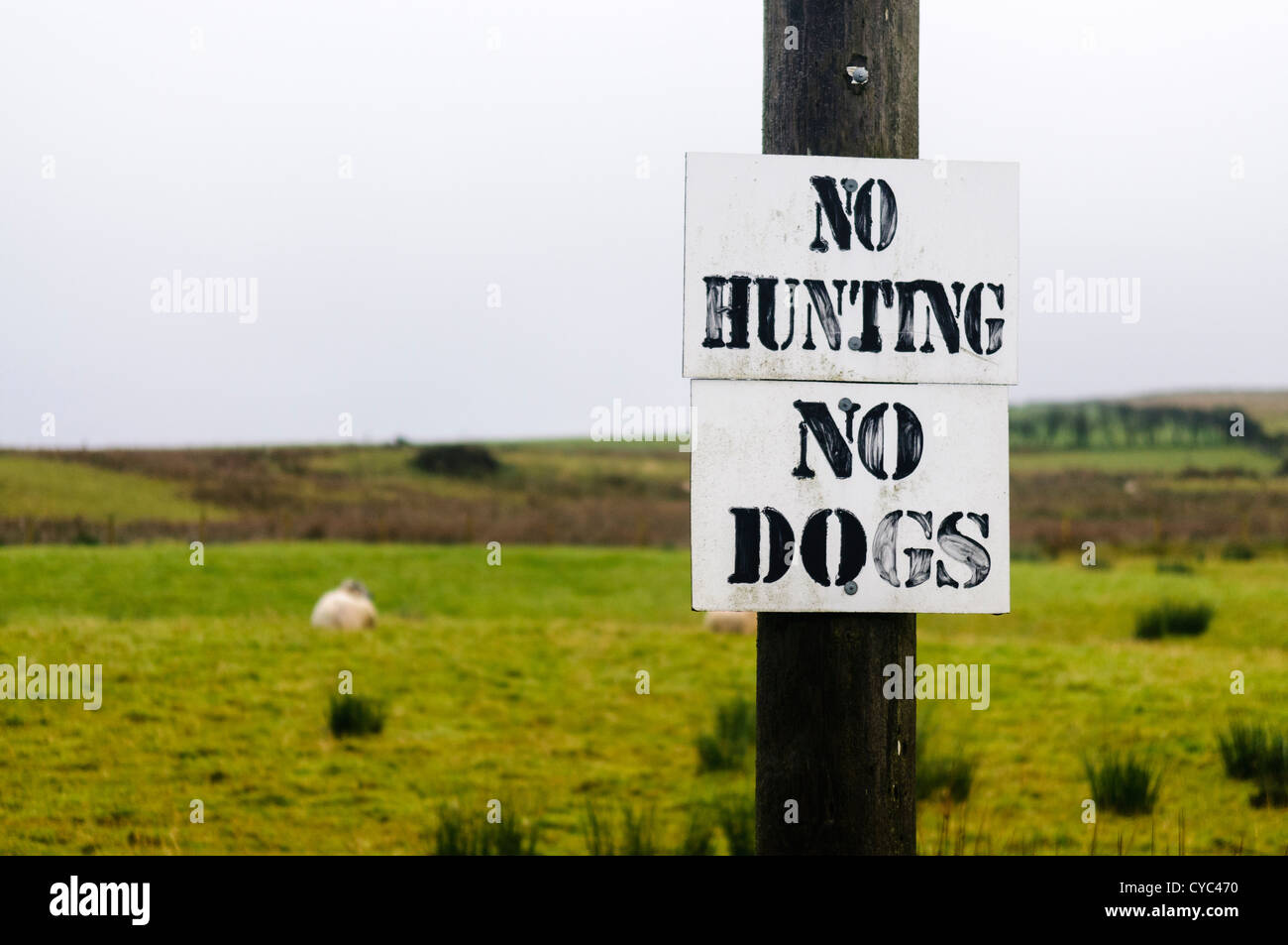 Indicazioni su un recinto intorno ad un campo di ovini dicendo "no cani' e 'n' di caccia Foto Stock