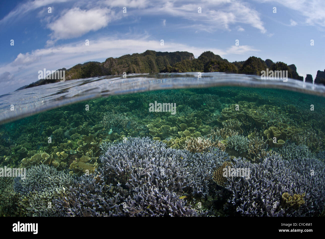 Fragile reef-edificio coralli crescono su di un piatto poco profondo vicino a una serie di isole calcaree. I coralli utilizzano la luce del sole per crescere. Foto Stock