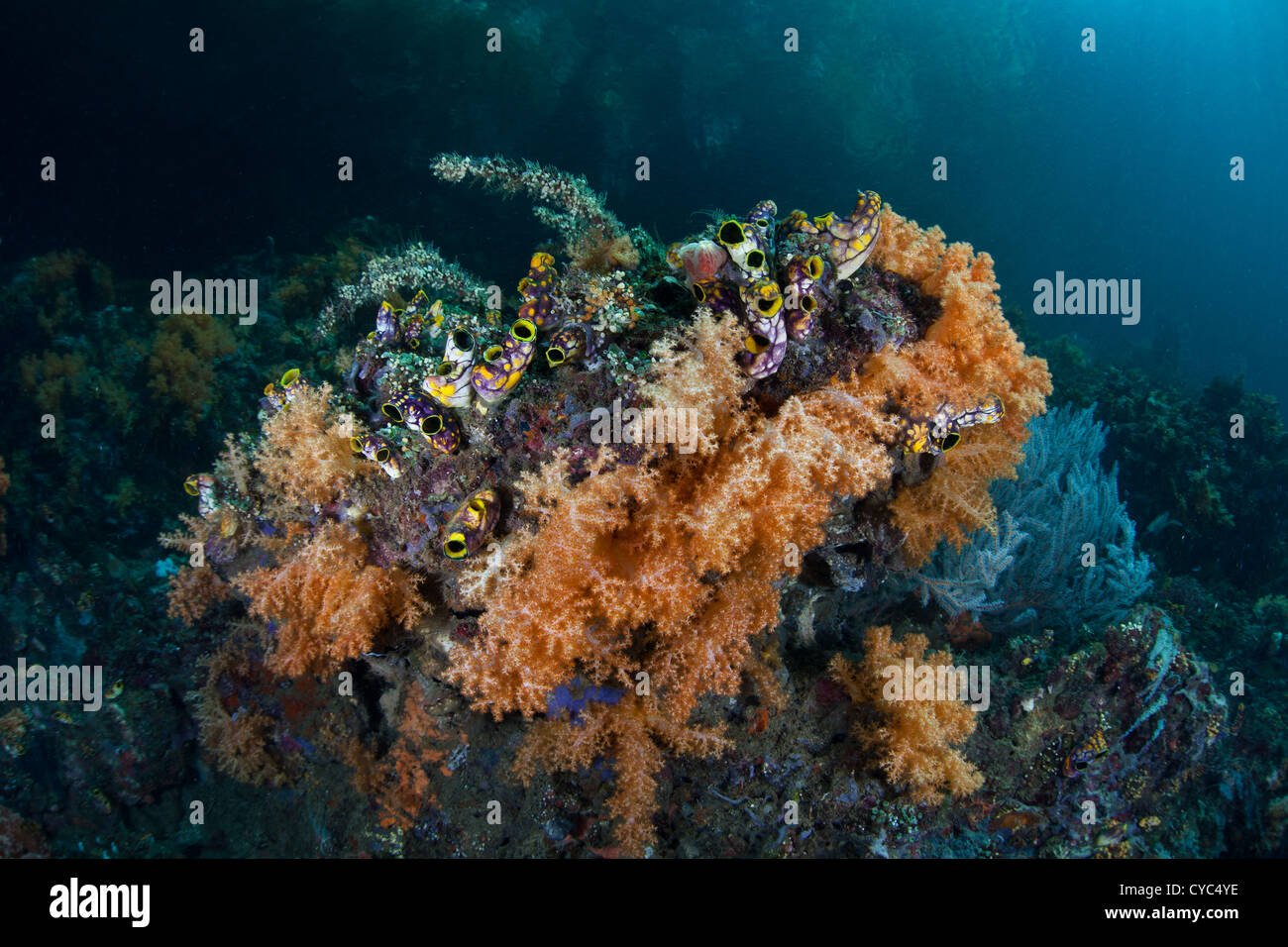 Coralli molli, Scleronephthya sp., crescere accanto ai tunicati, spugne e altri invertebrati colorati in un canale stretto. Foto Stock