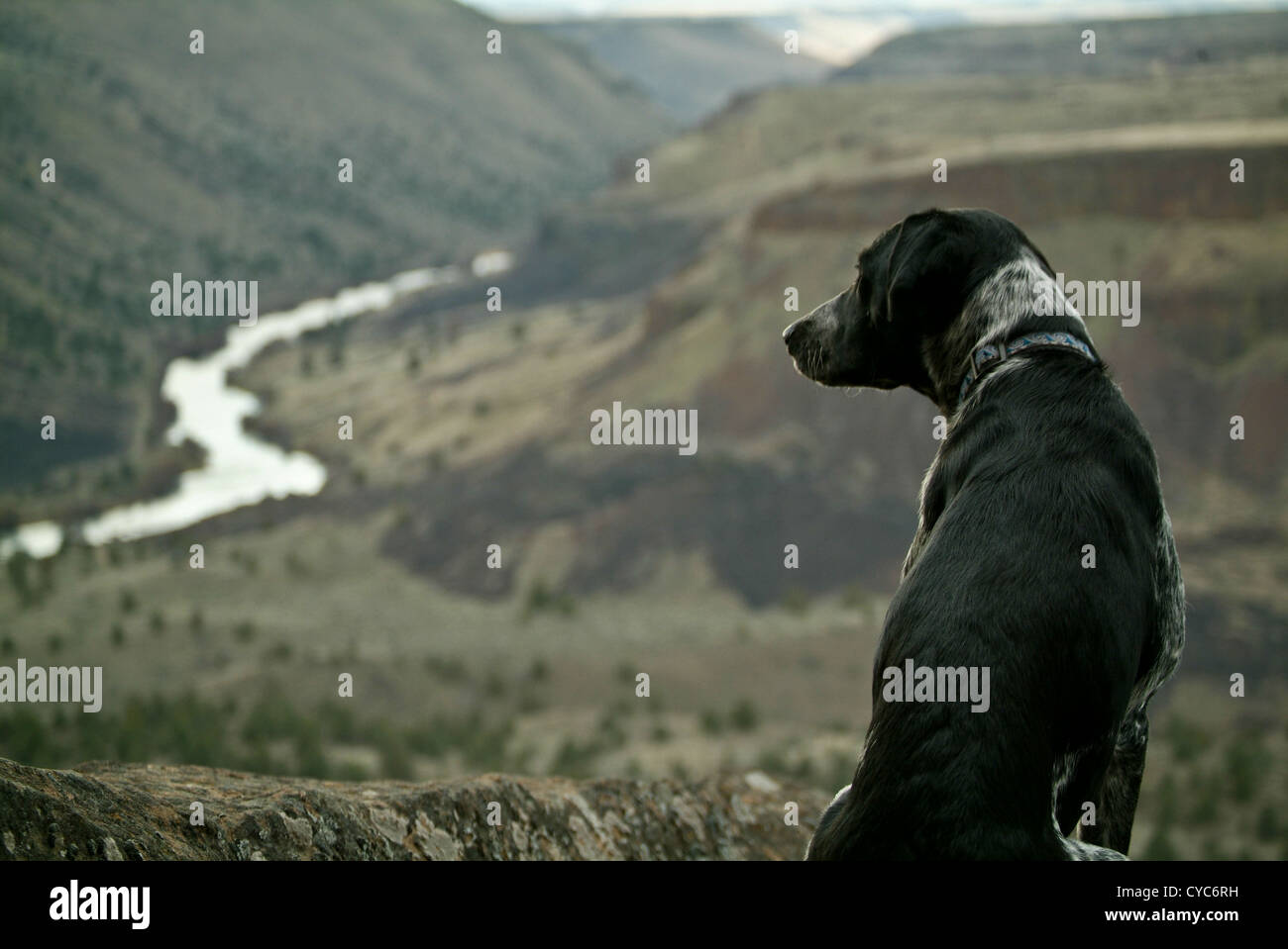 Un blue heeler / puntatore mix indagini del cane a vista valle nel centro di Oregon. Foto Stock