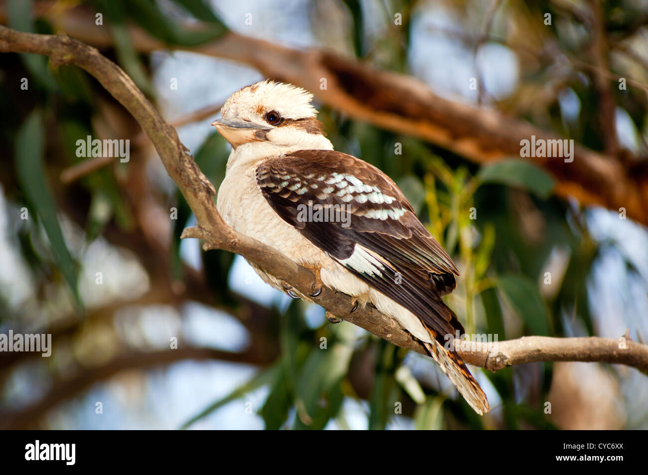 Kookaburra, nativo di uccelli Australiani nel selvaggio vicino fino Foto Stock