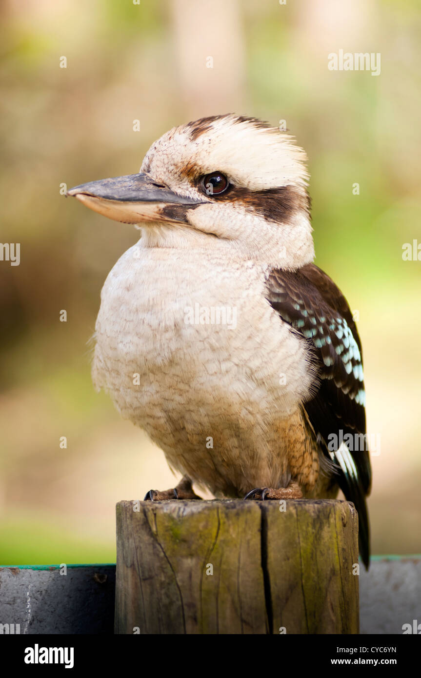 Kookaburra, nativo di uccelli Australiani nel selvaggio vicino fino Foto Stock