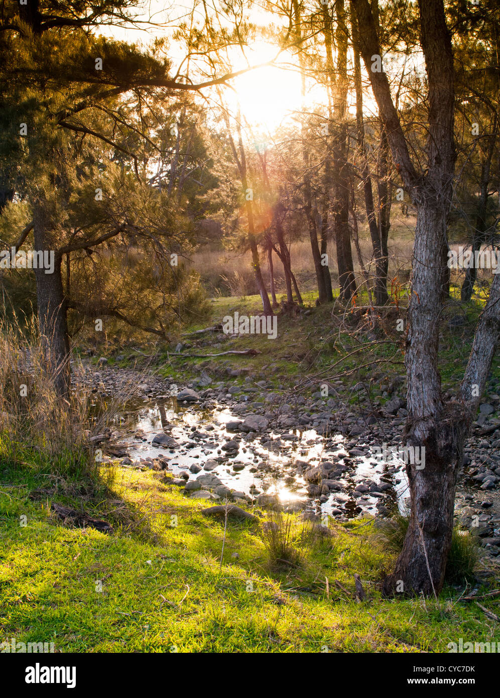 Flussi di sole attraverso gli alberi su una fattoria australiana Foto Stock