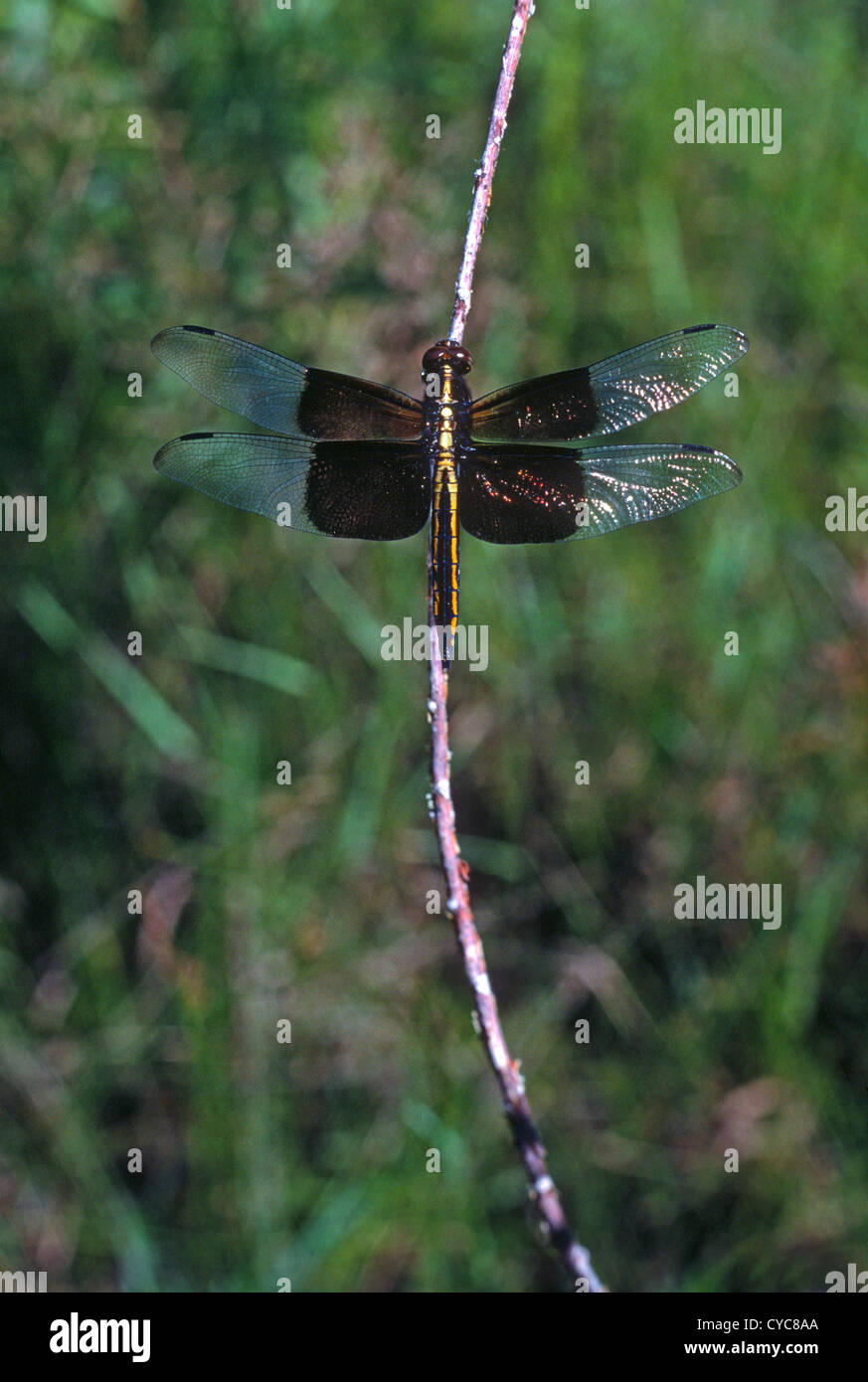 Vedova skimmer dragonfly (Libellula luctuosa) a riposo- Lakewood, Colorado US Foto Stock