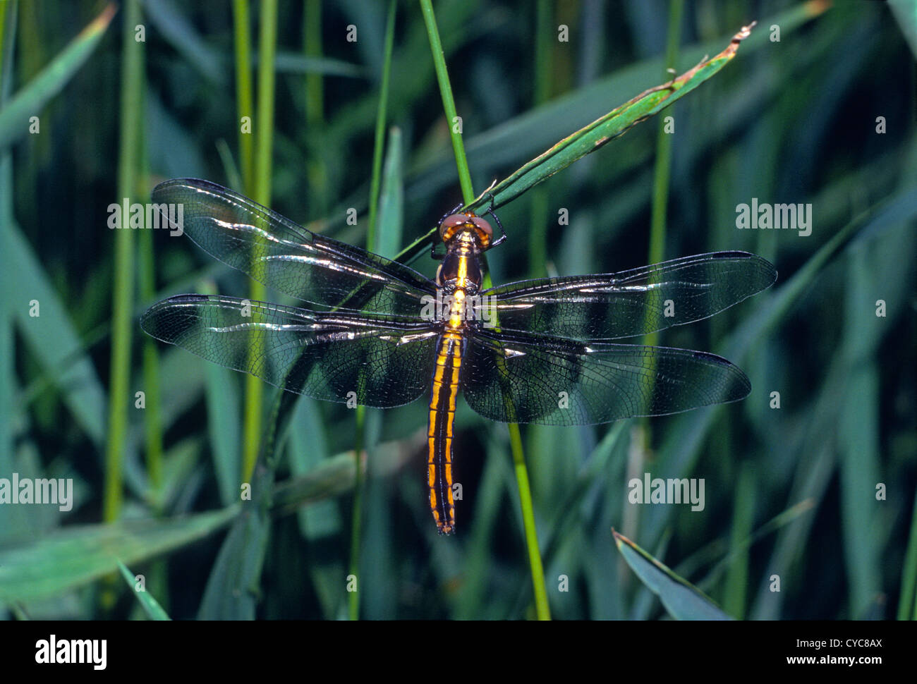 Vedova skimmer dragonfly (Libellula luctuosa) a riposo- Lakewood, Colorado US Foto Stock