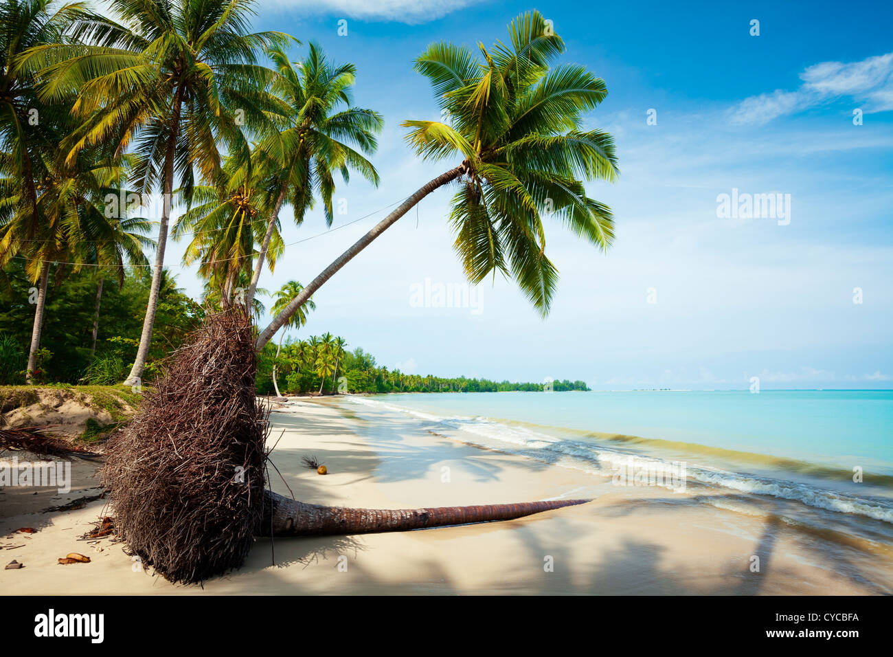 Caduto Palm tree su una spiaggia di sabbia della spiaggia tropicale Foto Stock
