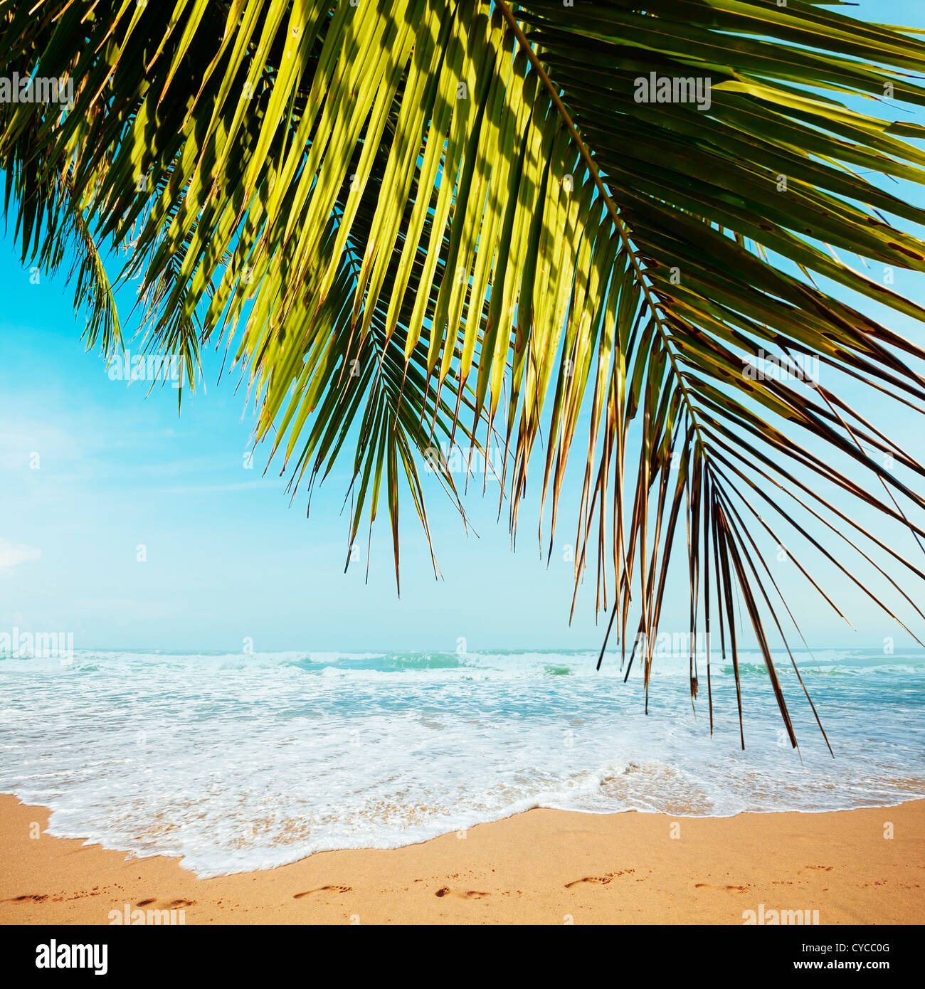 Foglie di palmo sopra la spiaggia tropicale paesaggio. Composizione quadrata. Foto Stock