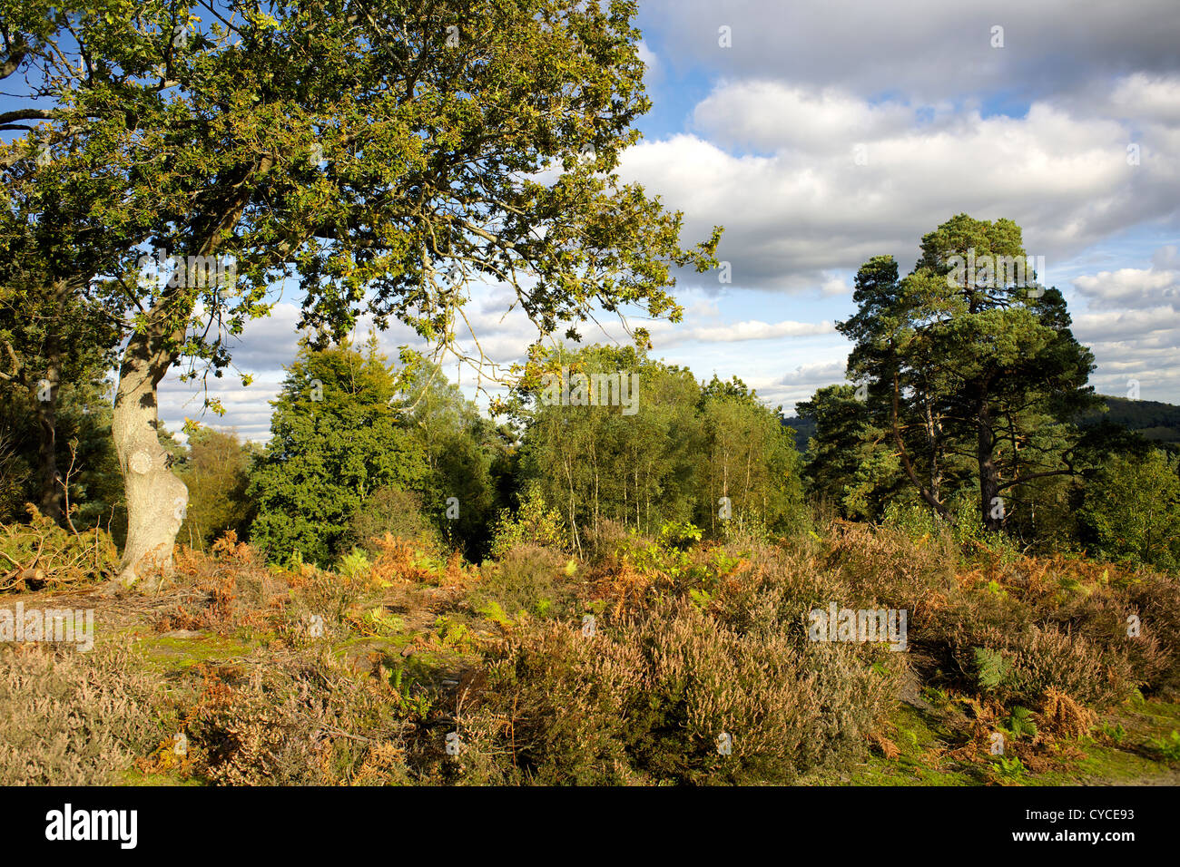 Hydon della palla, Hydon Heath, Cup Hill, Surrey, England, Regno Unito, campagna inglese, Inghilterra rurale, alberi, Foto Stock