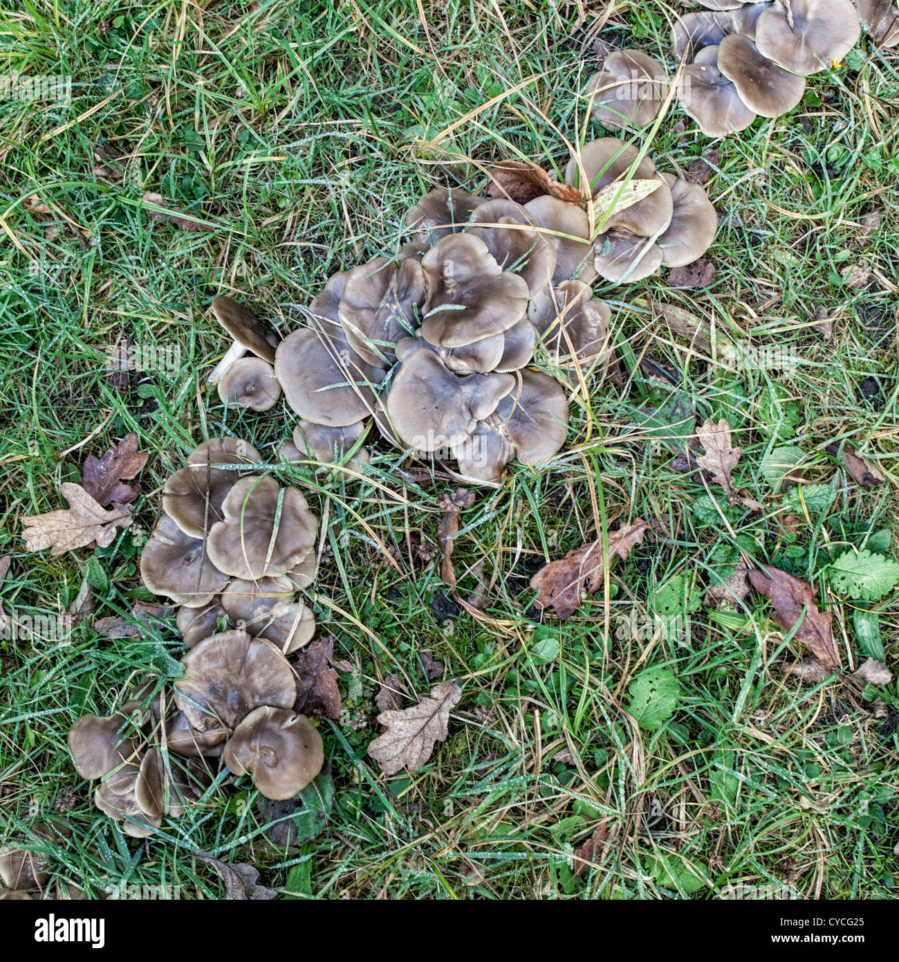 Una truppa di funghi - Ockham comune, Surrey Foto Stock