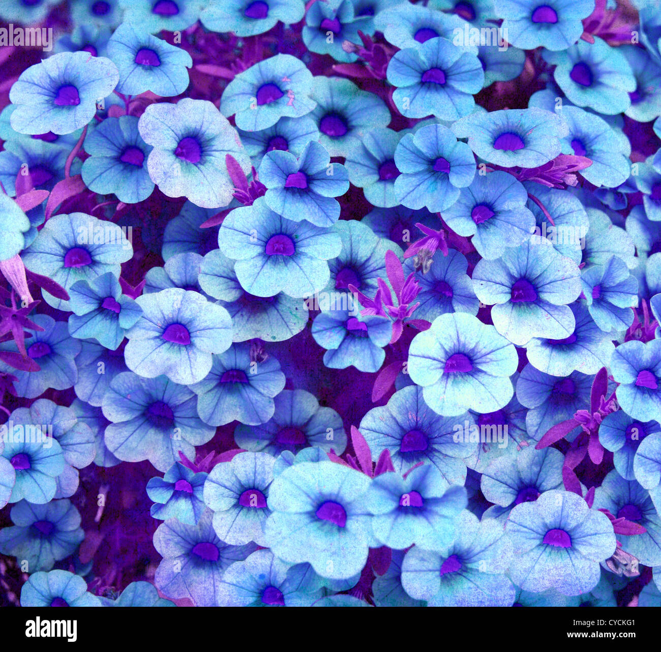 Blu di grunge floral background Foto Stock