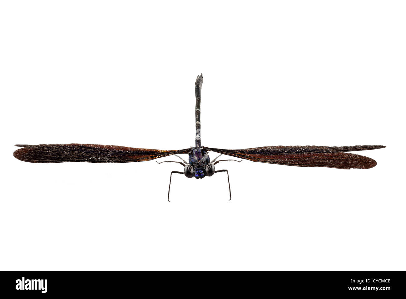 Libellula blu specie luctuosa Vestalis Foto Stock