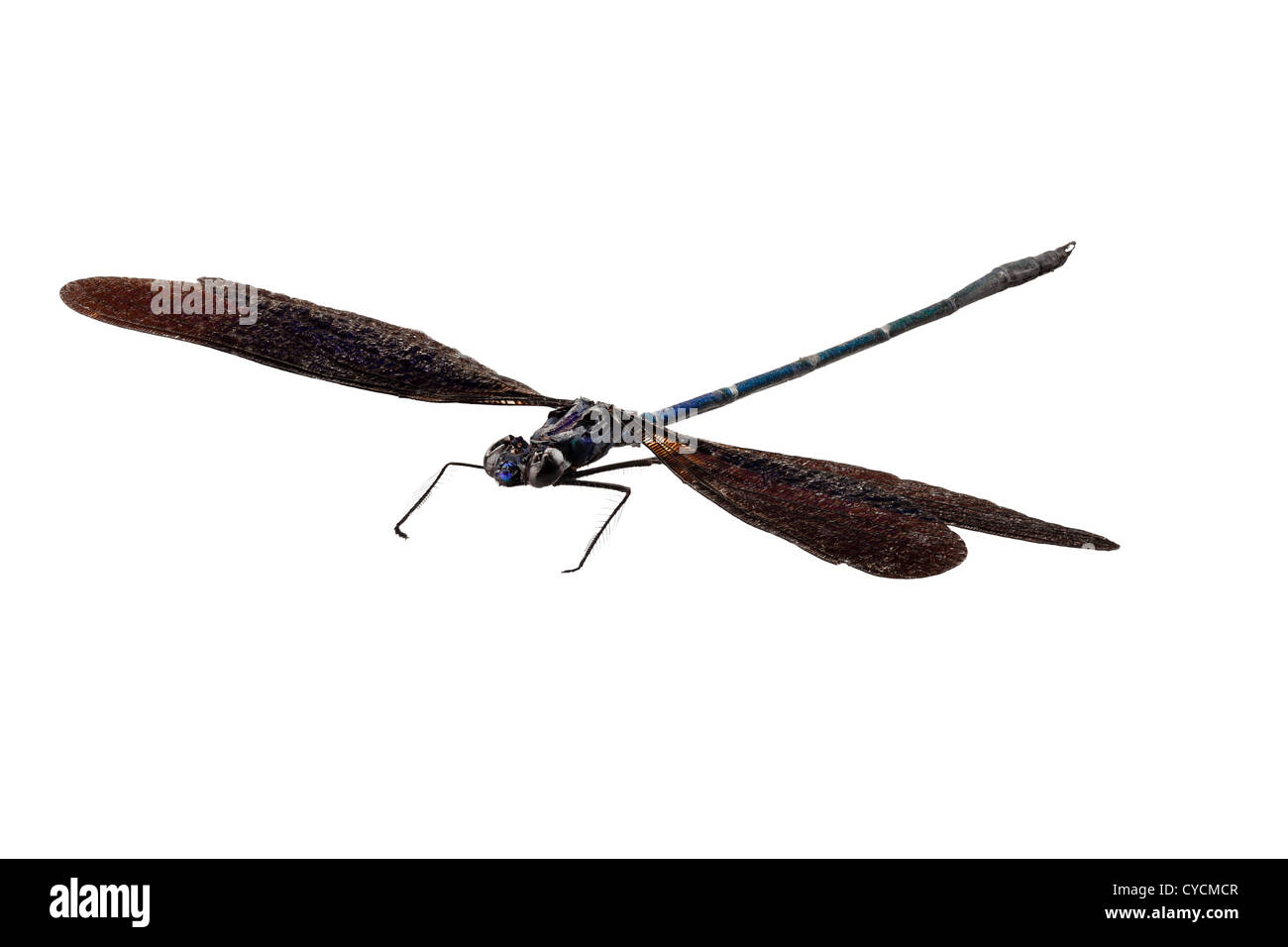 Libellula blu specie luctuosa Vestalis Foto Stock