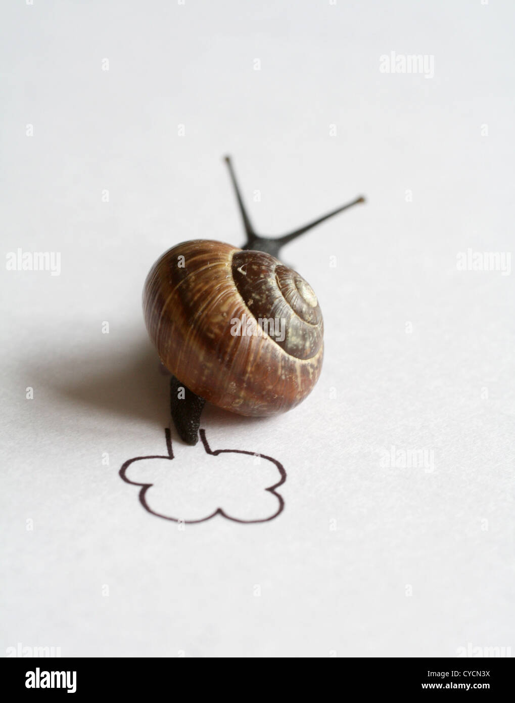 Snail,passo di lumaca,gara di lumaca Foto Stock