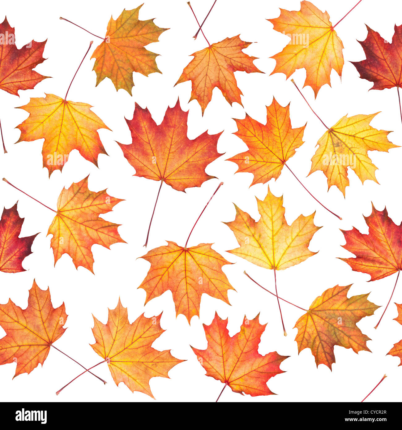 Seamless texture con foglie di acero Foto Stock
