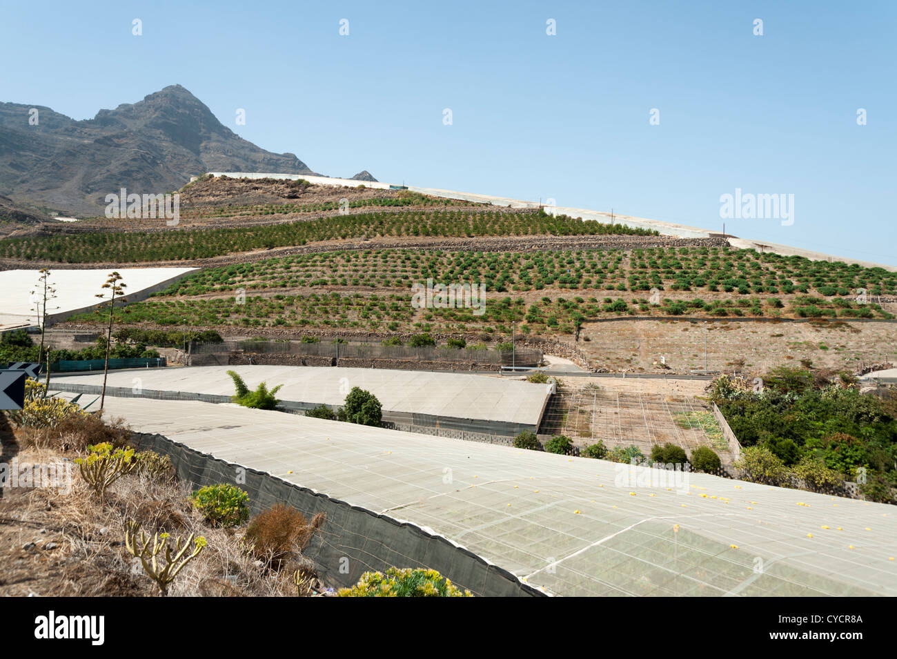 Agricoltura nella valle di Aldea Gran Canaria Isole Canarie Spagna con ombreggiatura sulle piante per prevenire la bruciatura del sole Foto Stock