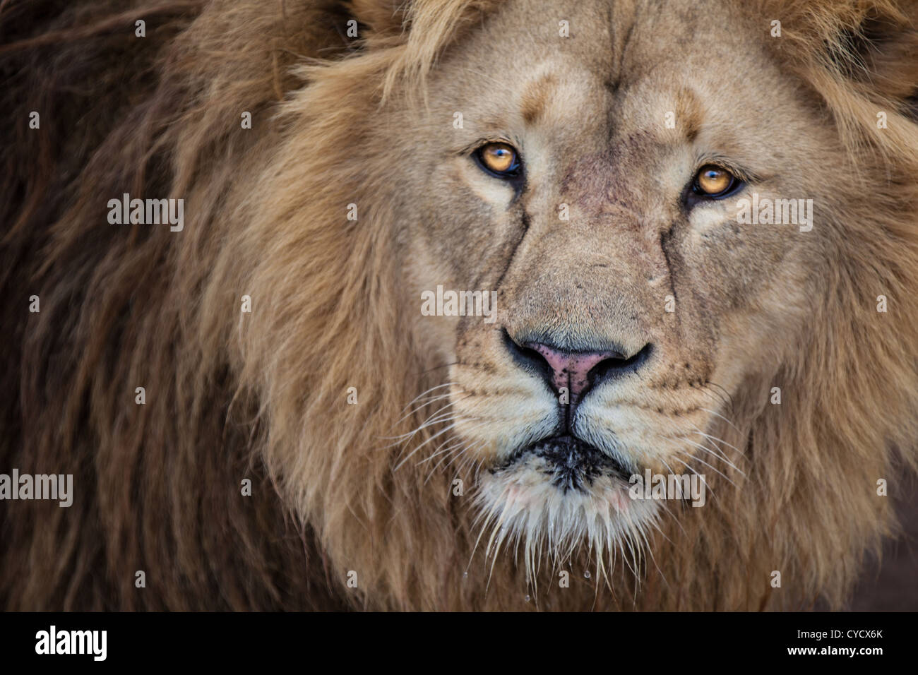 Lion extreme close up Foto Stock
