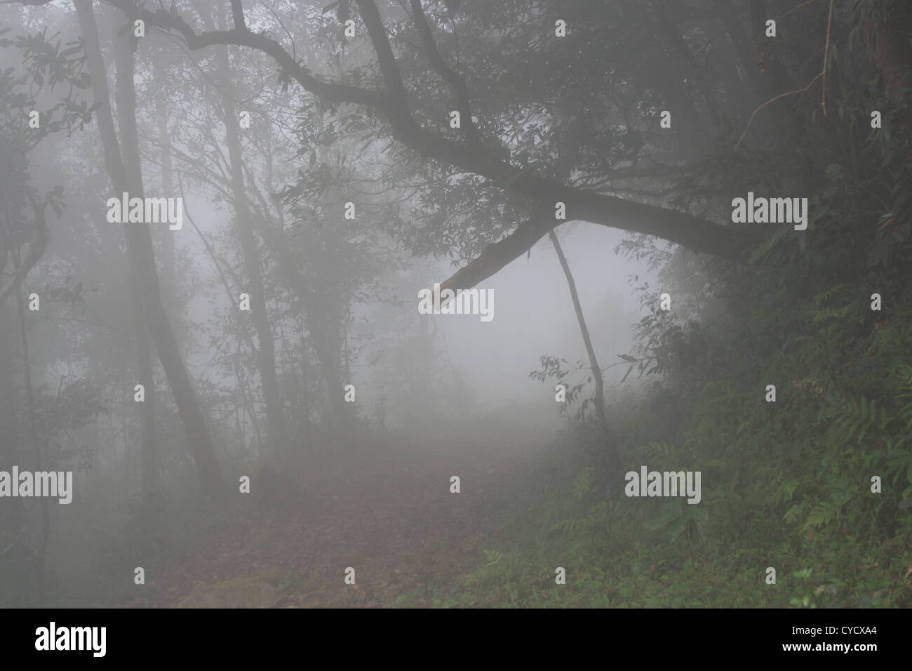 Western, Ghats, Kerala, India Foto Stock