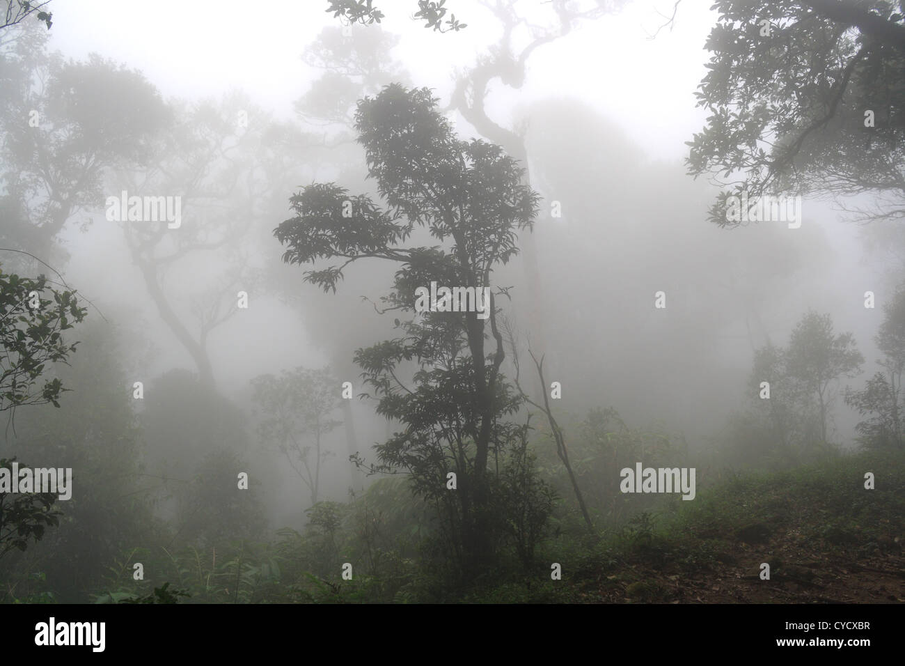 Western, Ghats, Kerala, India Foto Stock