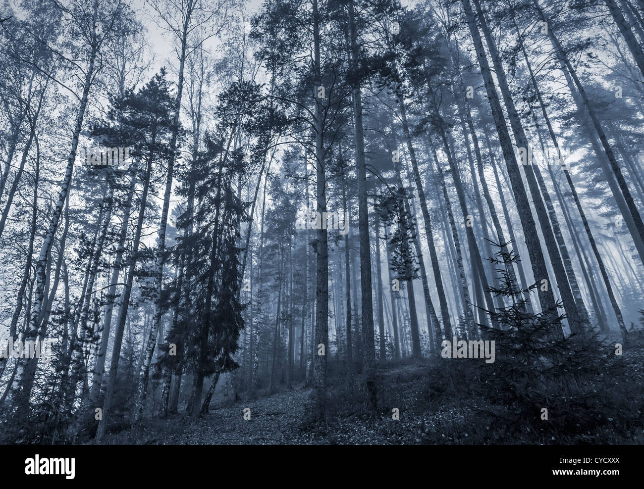 La mattina presto in una foresta scura con nebbia e alberi di alto fusto Foto Stock