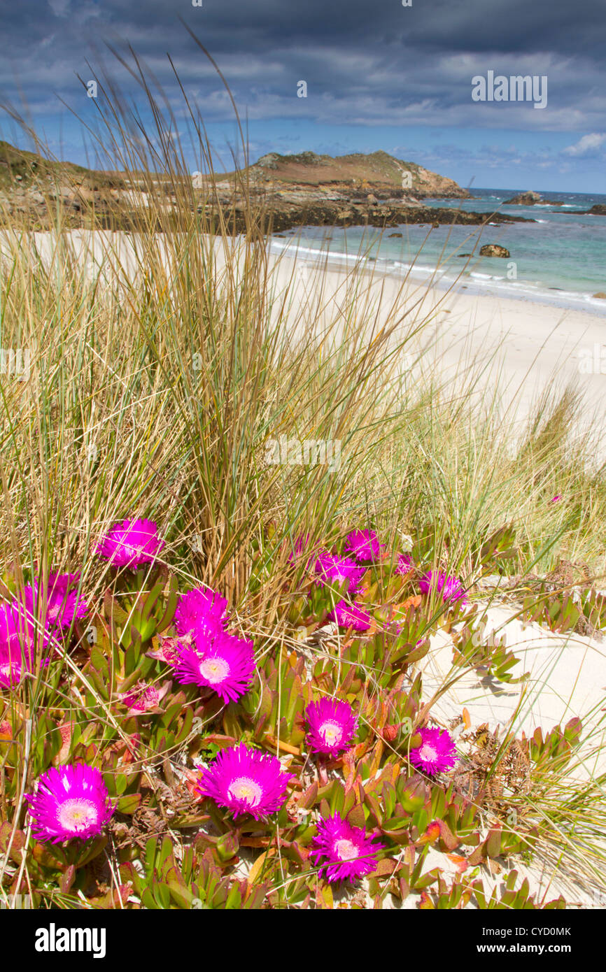 Baia Grande; St Martin's; Isole Scilly; cercando di Isola Bianca; Hottentot Fig Foto Stock