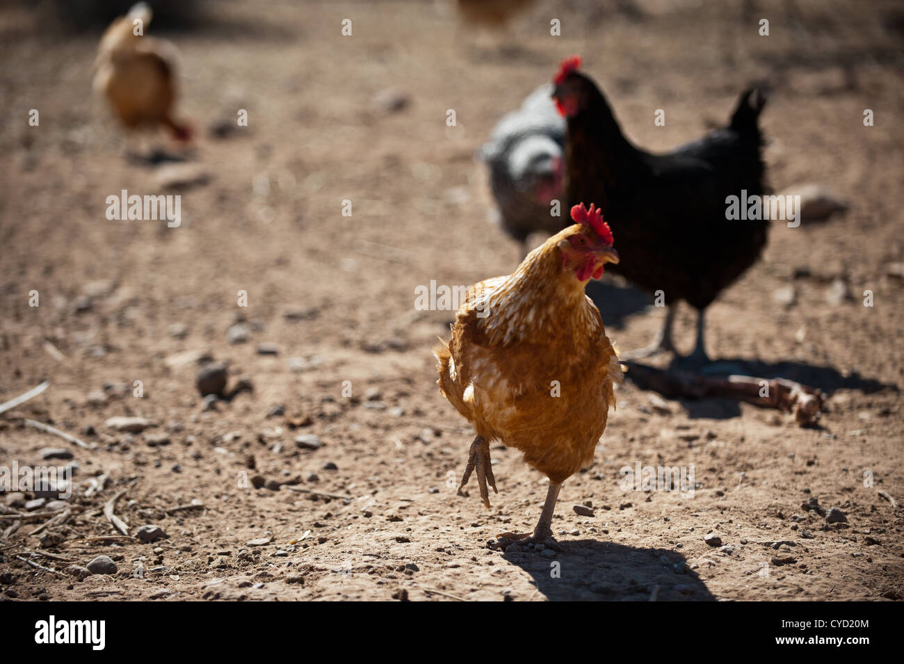 Uovo-posa i polli ruspanti in Nuovo Messico Foto Stock