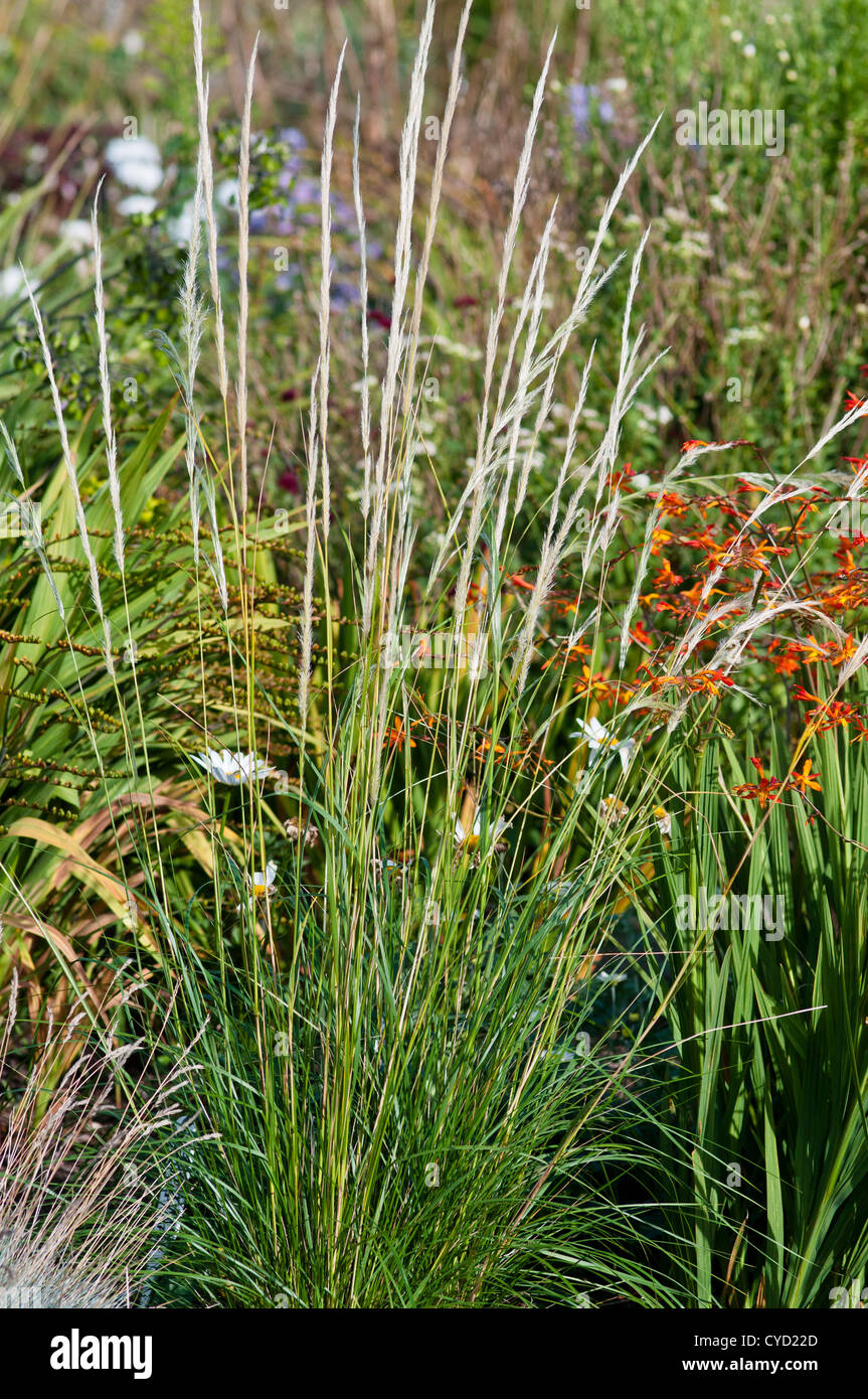 STIPA PSEUDOICHU piantati con CROCOSMIA X CROCOSMIOIDES Castle Ward tardi Foto Stock