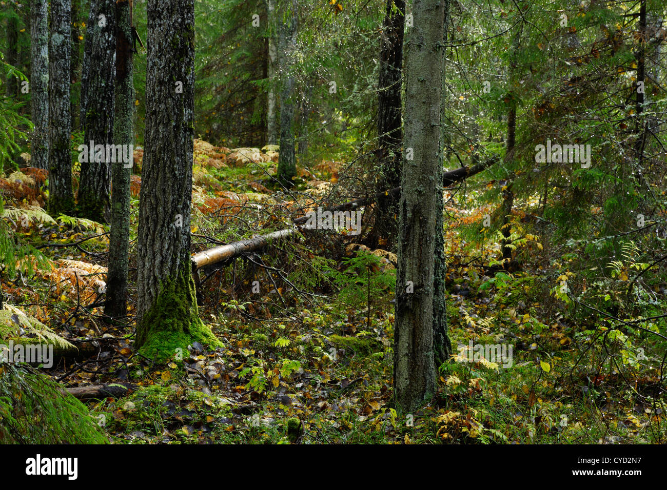 Woodland Foto Stock