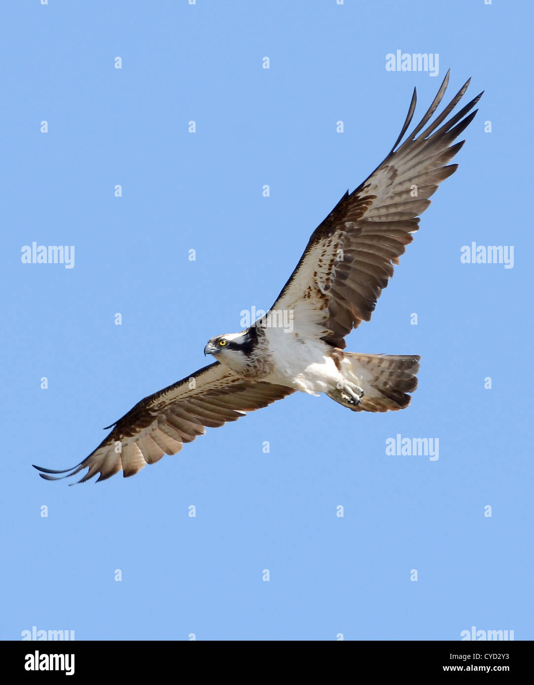 Un Osprey in volo su loch insh nelle highlands scozzesi Foto Stock