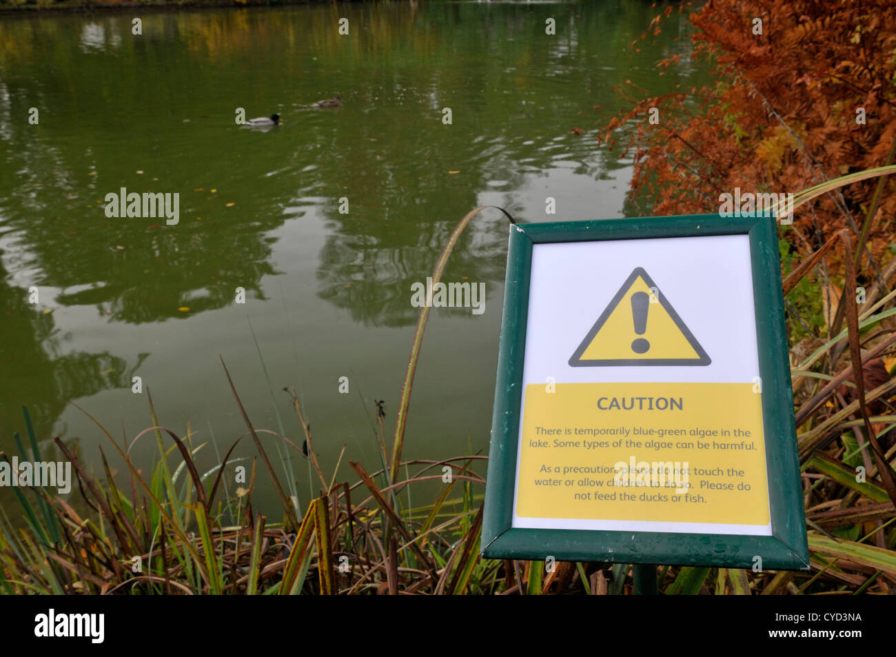 Segnale di avvertimento per indicare le alghe blu-verdi in stagno. Foto Stock