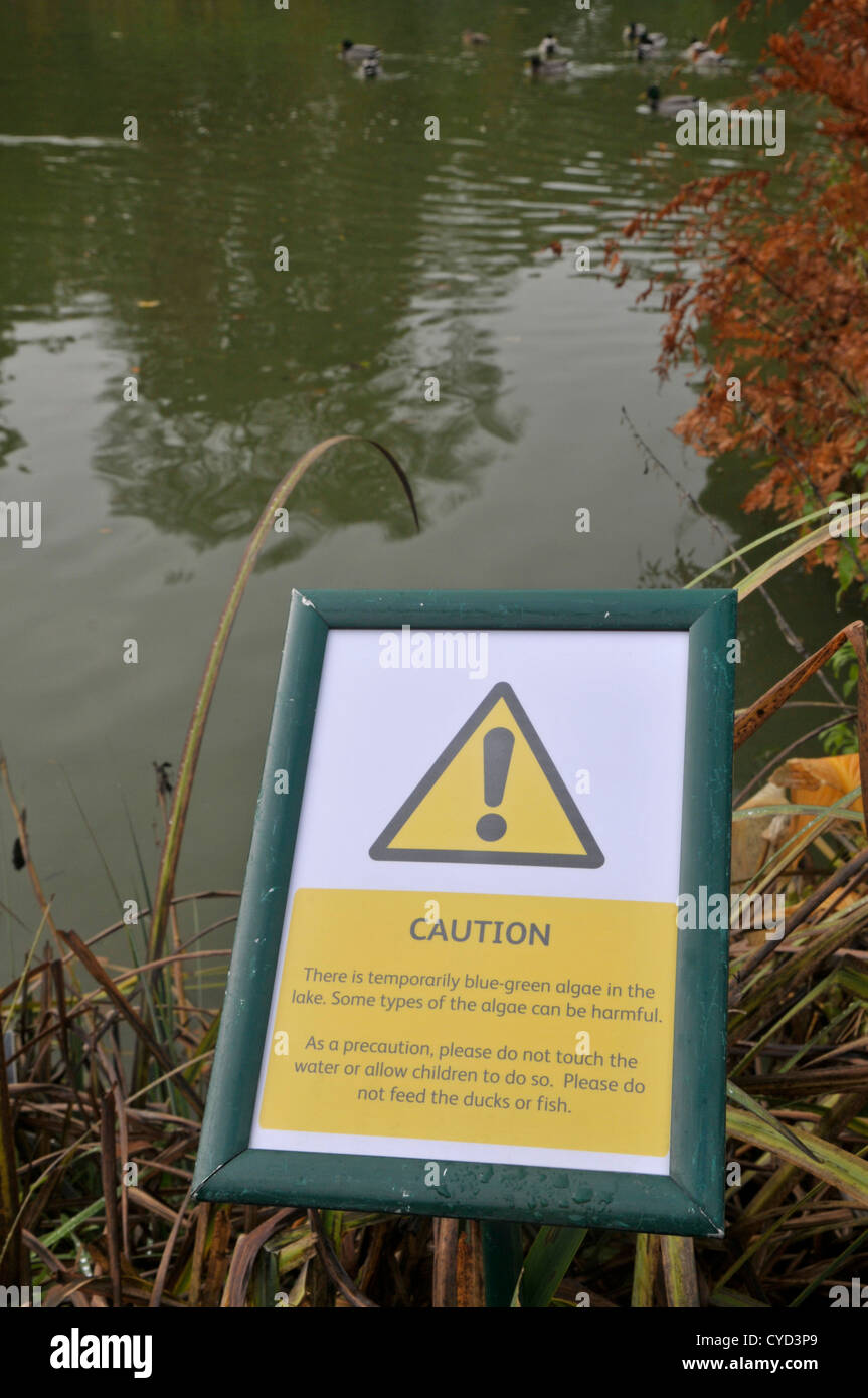 Segnale di avvertimento per indicare le alghe blu-verdi in stagno. Foto Stock