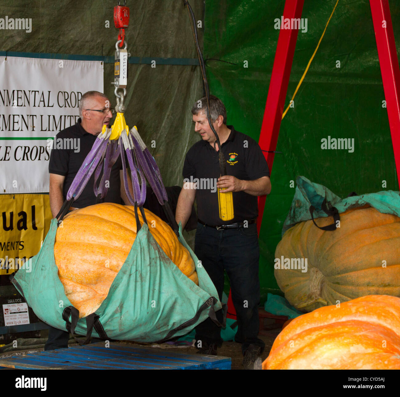 Pesatura Zucche di grandi dimensioni che sono stati inseriti per un concorso in Southport per una celebrazione nei pressi di Halloween Foto Stock